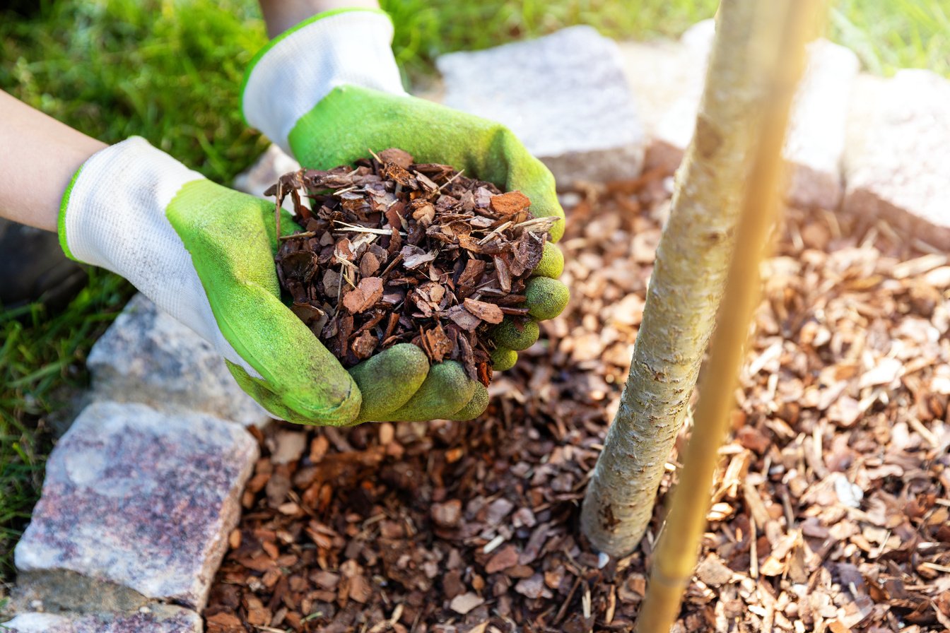 mulching flowerbed with pine tree bark mulch