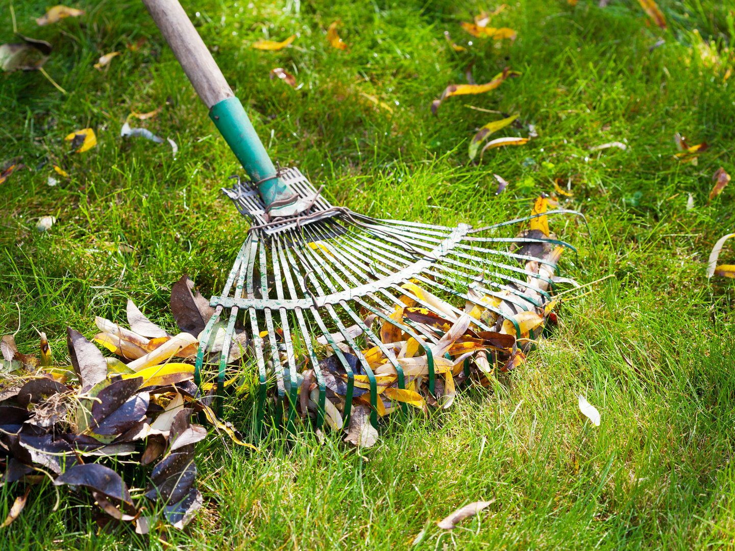 Cleaning Green Lawn