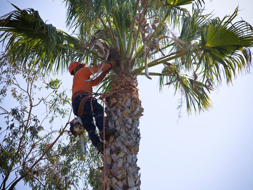 Tree Trimming